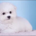 ビションフリーゼのしつけのコツ15選!家族の一員として過ごそう