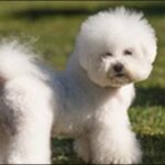 犬の名前ビションフリーゼおススメを紹介!愛犬との関係を築く鍵