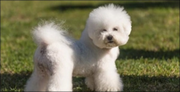 犬の名前ビションフリーゼおススメを紹介！愛犬との関係を築く鍵