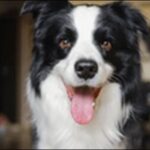 ボーダーコリーの犬の名前おススメを紹介!飼い主との絆を深めよう