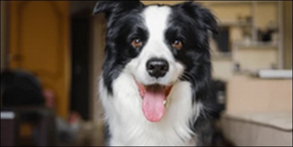 ボーダーコリーの犬の名前おススメを紹介!飼い主との絆を深めよう