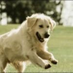 かに座生まれの犬の名前おススメを紹介！星座別の特色を把握すべし