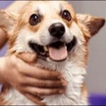 やぎ座生まれの犬の名前おススメを紹介！星座別の特色が活かせる
