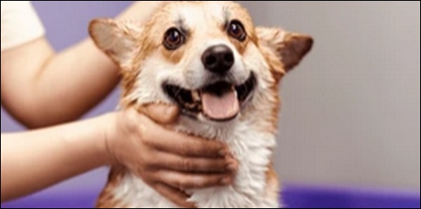 やぎ座生まれの犬の名前おススメを紹介!星座別の特色が活かせる