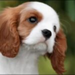 キャバリアのしつけのコツ11選!家族との良好な関係を築けます