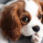 犬の名前キャバリアおススメを紹介!穏やかな性格に合った名前がカギ