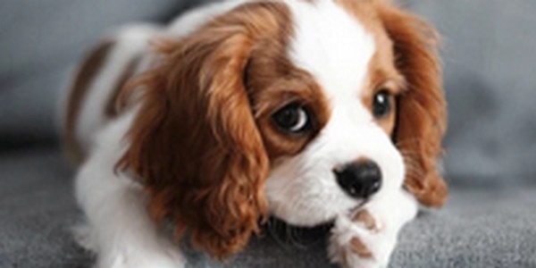犬の名前キャバリアおススメを紹介！穏やかな性格に合った名前がカギ