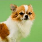 犬の名前チワワおススメを紹介!見た目や性格にマッチする名前がカギ