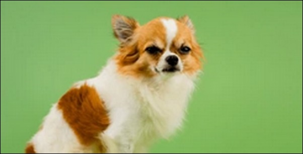 犬の名前チワワおススメを紹介！見た目や性格にマッチする名前がカギ