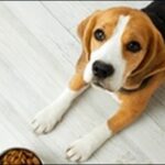 犬の名前中国語風おススメを紹介！印象に残るユニークな名前が魅力