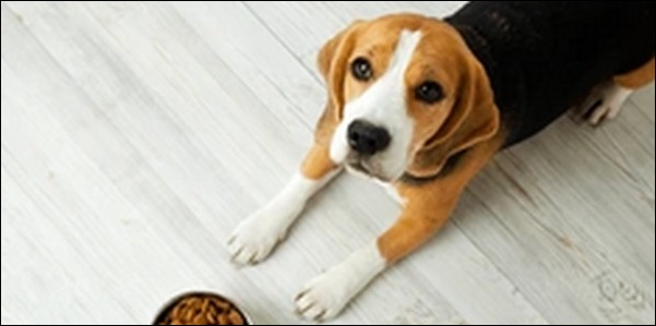 犬の名前中国語風おススメを紹介！印象に残るユニークな名前が魅力