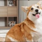 コーギーのしつけのコツ20選!適切なケアとしつけを心がけるべし