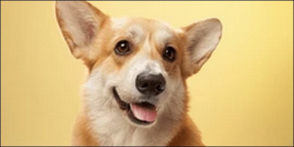 犬の名前コーギーおススメを紹介!個性や印象を左右する大切な要素