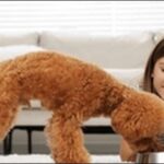 成犬ドッグフードの選び方20選！おススメ商品も紹介します。