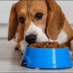 犬アレルギードッグフードの選び方15選！おススメ商品も紹介