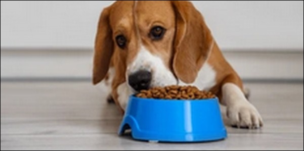 犬アレルギードッグフードの選び方15選！おススメ商品も紹介