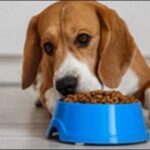 大型犬ドッグフードの選び方20選！おススメ商品も紹介します。