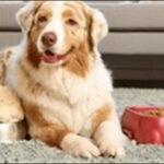 運動量が多い犬のドッグフードの選び方20選！おススメ商品も紹介