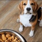 運動量が少ない犬のドッグフードの選び方12選！おススメ商品も紹介