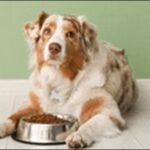中型犬ドッグフードの選び方23選！おススメ商品も紹介します。