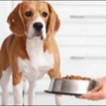 犬がドッグフードを食べない時のドッグフードのおススメを紹介