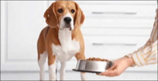 犬がドッグフードを食べない時のドッグフードのおススメを紹介