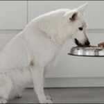 子犬ドッグフードの選び方20選！おススメ商品も紹介します