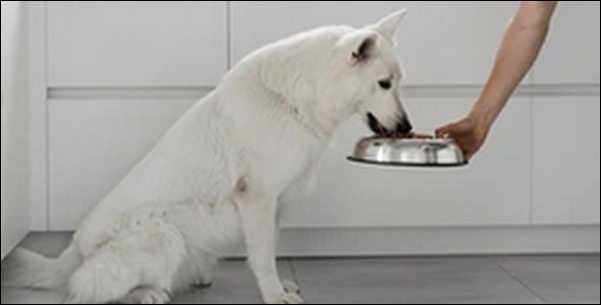 子犬ドッグフードの選び方20選!おススメ商品も紹介します