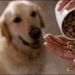 シニア犬ドッグフードの選び方15選！おススメ商品も紹介