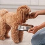 小型犬ドッグフードの選び方20選！おススメ商品も紹介します。