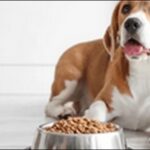 犬の体重管理ドッグフードの選び方15選!おススメ商品も紹介