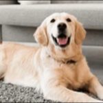 犬の名前飲み物系おススメを紹介！ユニークで覚えやすいのが特徴