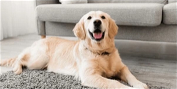 犬の名前飲み物系おススメを紹介!ユニークで覚えやすいのが特徴