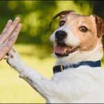 呼びやすい犬の名前おススメを紹介!コミュニケーションが円滑化