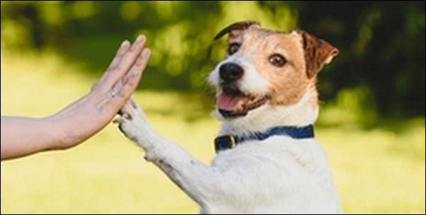 呼びやすい犬の名前おススメを紹介！コミュニケーションが円滑化