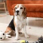 聞き取りやすい犬の名前おススメを紹介！呼びかけがスムーズです。