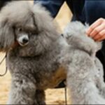 犬の名前英語風おススメを紹介！個性や雰囲気に合った名前を選ぼう