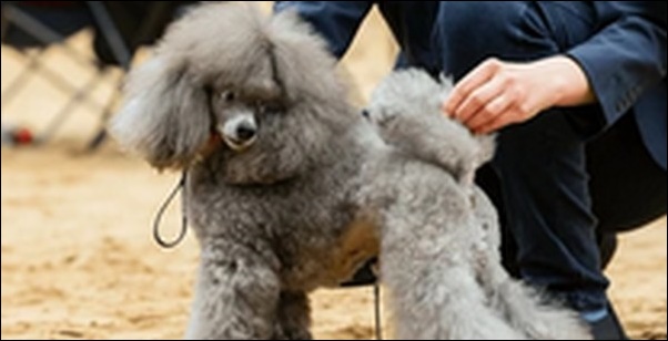 犬の名前英語風おススメを紹介！個性や雰囲気に合った名前を選ぼう