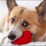 犬の名前芸能人に多いものおススメを紹介!流行やセンスが特徴的