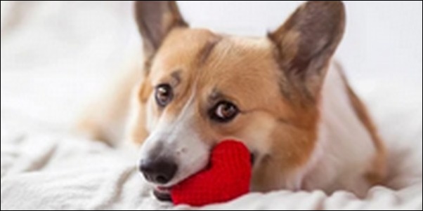 犬の名前芸能人に多いものおススメを紹介!流行やセンスが特徴的