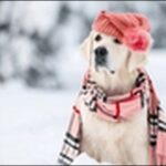 犬の名前2月生まれおススメを紹介!風物詩や季節感を反映させよう