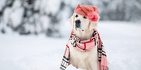犬の名前2月生まれおススメを紹介!風物詩や季節感を反映させよう
