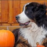 犬の名前魚系おススメを紹介!個性的で印象に残る名づけをしよう。