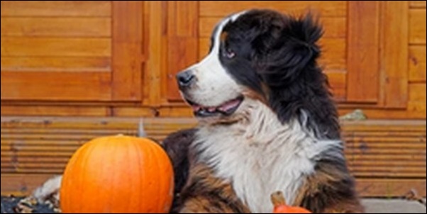 犬の名前魚系おススメを紹介！個性的で印象に残る名づけをしよう。