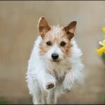 犬に花の名前をつけるおススメを紹介!花に込められた季節感が魅力