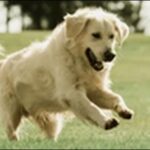 犬の名前食べもの系おススメを紹介！親しみやすく呼びやすいのが特徴