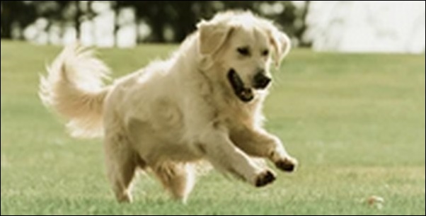 犬の名前食べもの系おススメを紹介！親しみやすく呼びやすいのが特徴