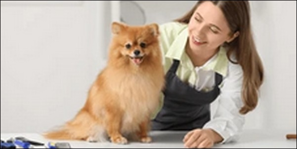 犬の名前外国風おススメを紹介！個性的でおしゃれな雰囲気が魅力