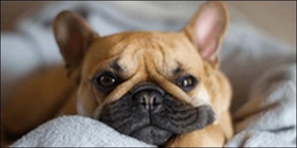 犬の名前フレンチブルドッグおススメを紹介！多くの選択肢を知ろう