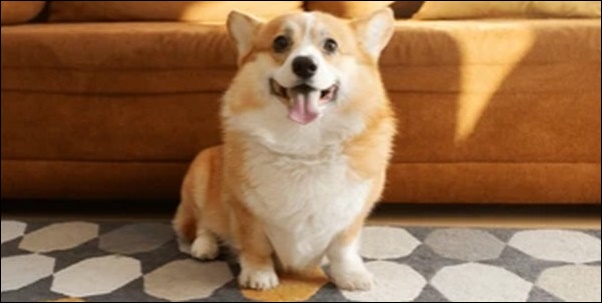 犬の名前フランス語風おススメを紹介！おしゃれ、上品さが特徴
